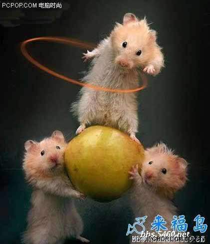 olympic mice