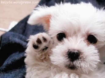 doggy!