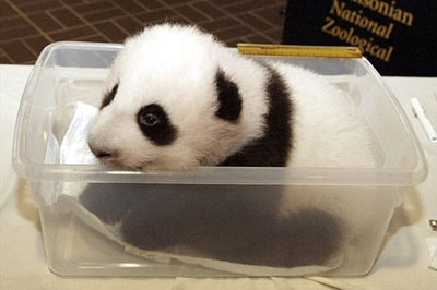 cute panda