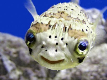 fishy