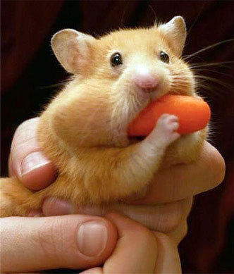 carrots,good choice