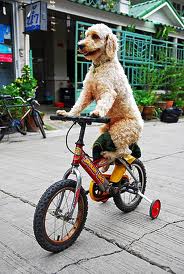 dog