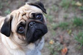 There was supposed to be a picture of a pug here.