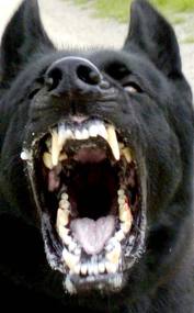 vicious dog