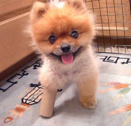 cute_dog_2