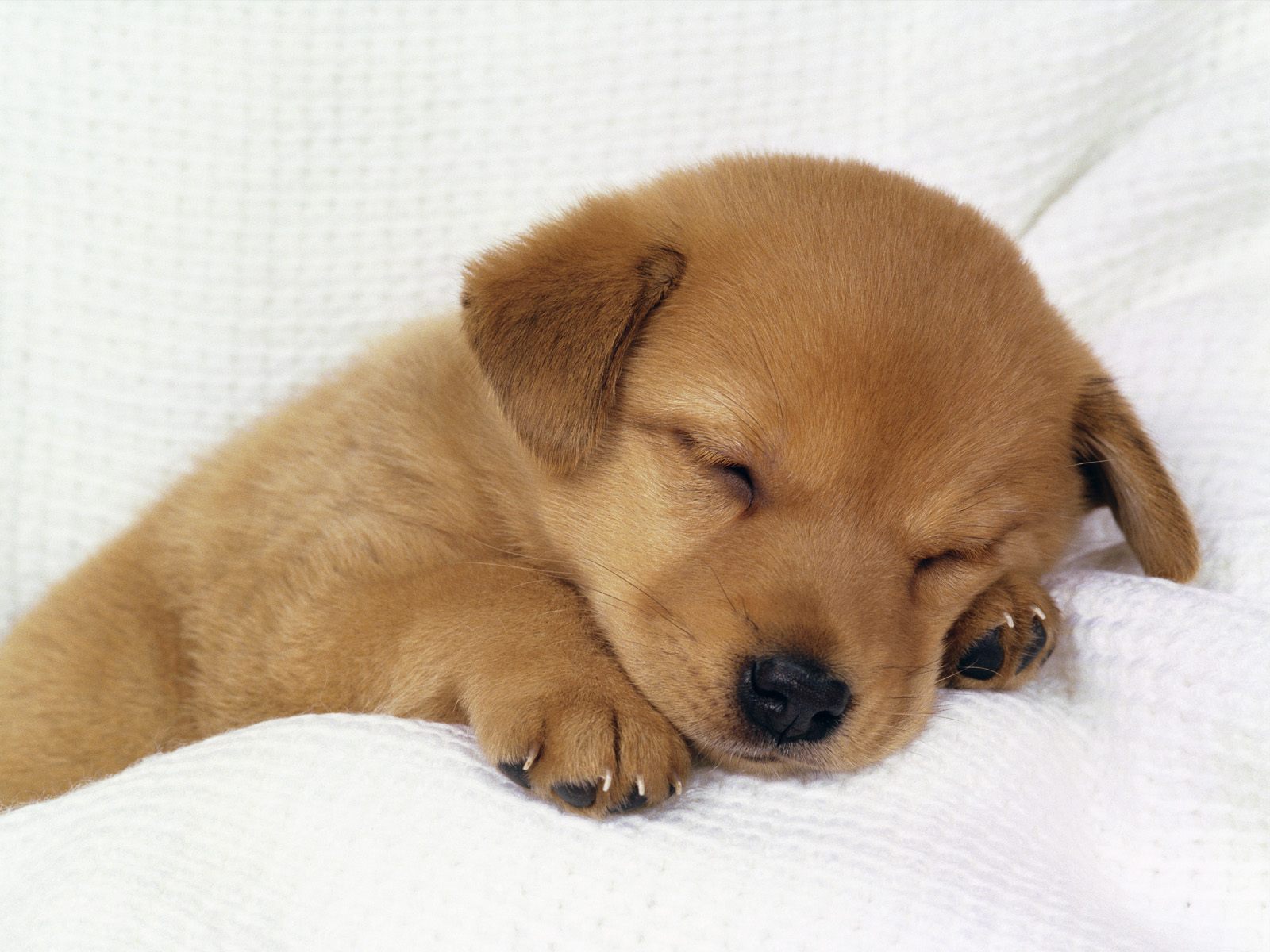 cute_dog_3.jpg