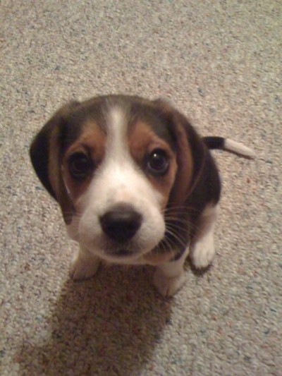cute_dog_4.jpg
