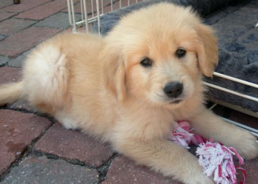 cute_puppy_10